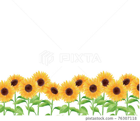 Sunflower sunflower sunflower frame frame summer flower illustration hand-painted Sunflower sunflower sunflower frame frame summer flower illustration hand-painted 76307118