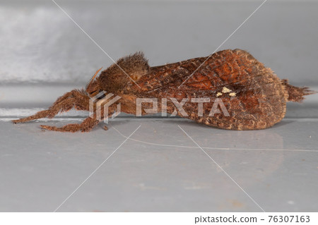 Adult Swift Moth Adult Swift Moth 76307163