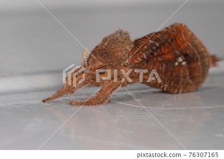 Adult Swift Moth Adult Swift Moth 76307165