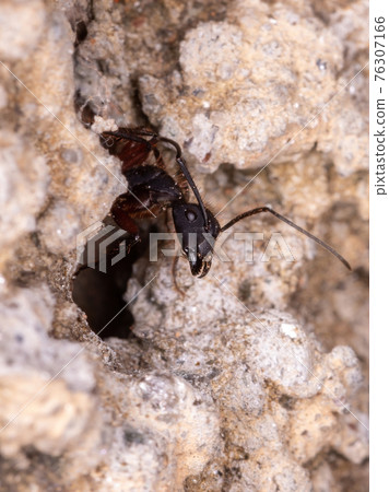 Adult Carpenter Ant Adult Carpenter Ant 76307166