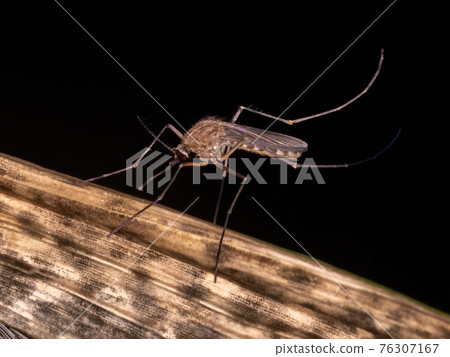 Adult Culicine Mosquitoe Adult Culicine Mosquitoe 76307167