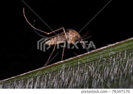 Adult Culicine Mosquitoe Adult Culicine Mosquitoe 76307170