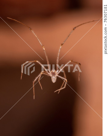 Small Cellar Spider 76307181