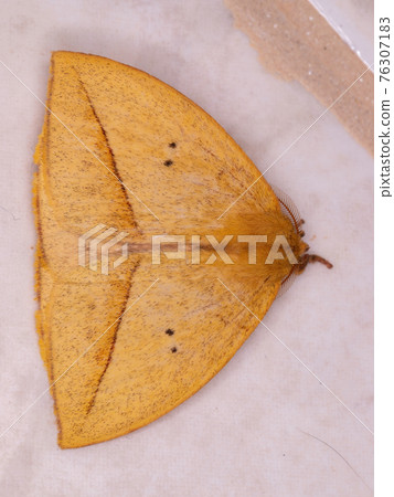 Giant Yellow Moth 76307183