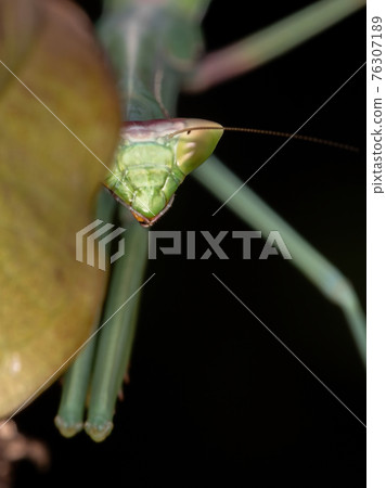 Green Mantid subadult Green Mantid subadult 76307189