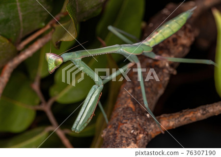 Green Mantid subadult Green Mantid subadult 76307190