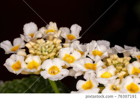 Flower of Common Lantana Flower of Common Lantana 76307191