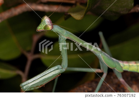 Green Mantid subadult 76307192