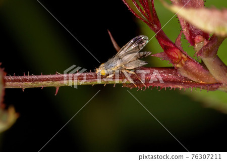 Adult Fruit Fly 76307211