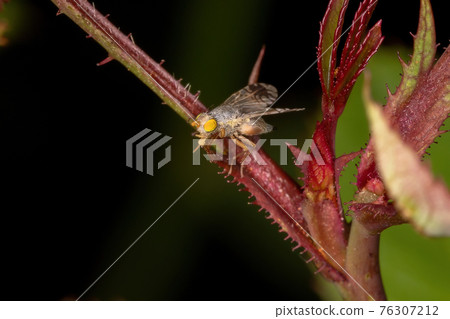 Adult Fruit Fly 76307212