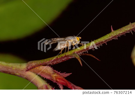 Adult Fruit Fly 76307214