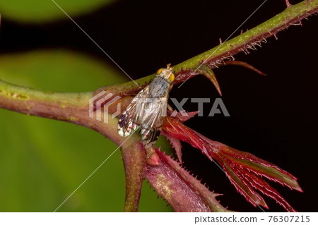 Adult Fruit Fly 76307215