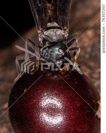 Adult Warrior Wasp 76307265