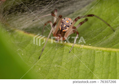 Small Brown Widow Small Brown Widow 76307266