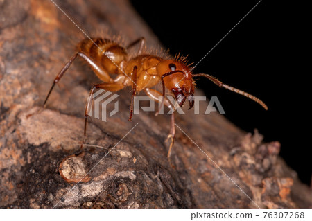 Adult Carpenter Ant Adult Carpenter Ant 76307268