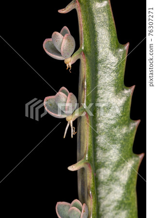 Alligator Plant in macro view 76307271