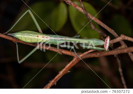 Green Mantid subadult 76307272