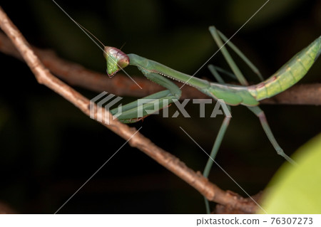 Green Mantid subadult Green Mantid subadult 76307273