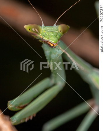 Green Mantid subadult 76307274