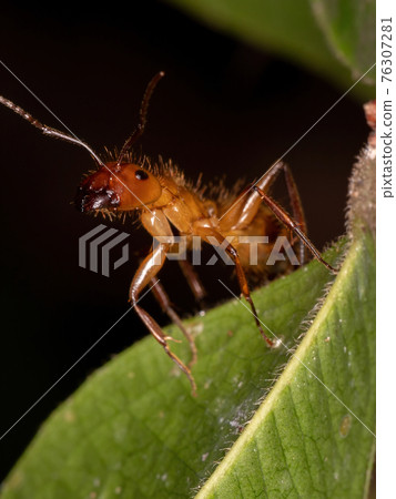Adult Carpenter Ant Adult Carpenter Ant 76307281