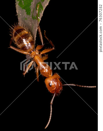 Adult Carpenter Ant Adult Carpenter Ant 76307282