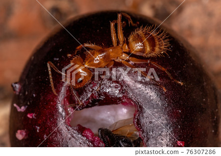 Adult Carpenter Ant Adult Carpenter Ant 76307286