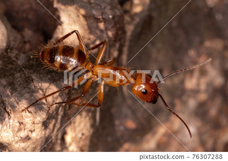 Adult Carpenter Ant Adult Carpenter Ant 76307288