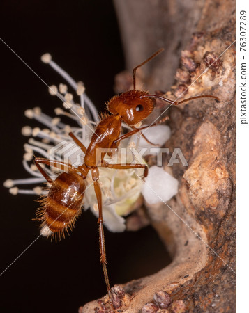 Adult Carpenter Ant Adult Carpenter Ant 76307289