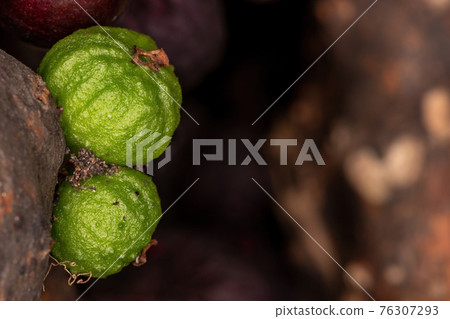 Fruits of a Jaboticaba Tree Fruits of a Jaboticaba Tree 76307293