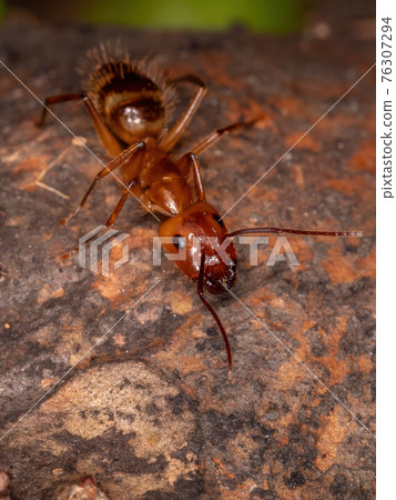 Adult Carpenter Ant Adult Carpenter Ant 76307294