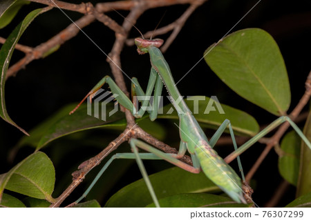 Green Mantid subadult Green Mantid subadult 76307299