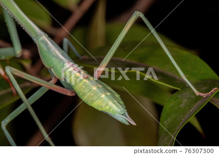 Green Mantid subadult 76307300