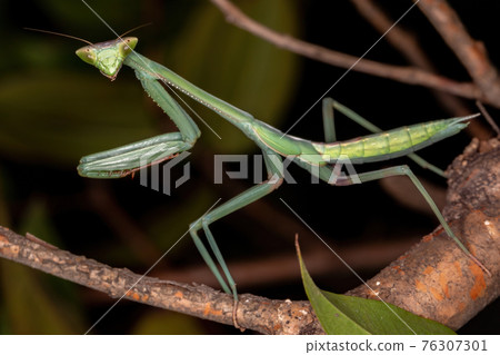 Green Mantid subadult 76307301