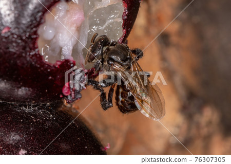 Black Stingless Bee Black Stingless Bee 76307305