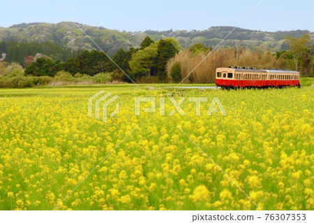 Nanohana and Kominato Railway Nanohana and Kominato Railway 76307353