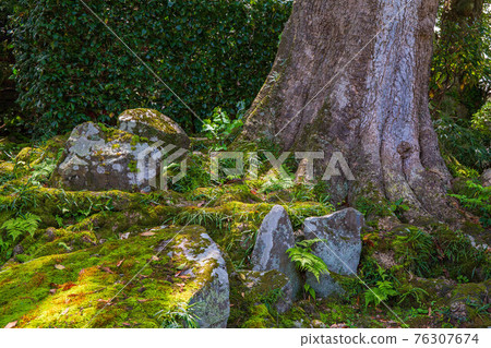 Akita Nikaho Spring Fresh Green Kanmanji Garden 76307674