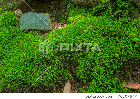 秋田 Nikaho Spring Fresh Green Kanmanji Moss 秋田 Nikaho Spring Fresh Green Kanmanji Moss 76307677