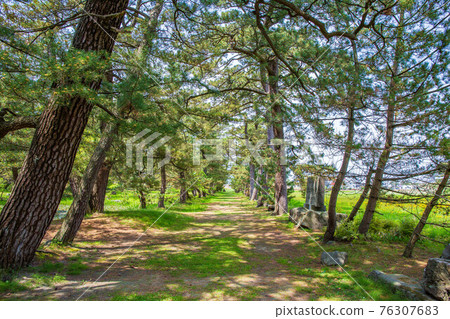 Akita Nikaho Spring Fresh Green Kanmanji Temple Old Approach Akita Nikaho Spring Fresh Green Kanmanji Temple Old Approach 76307683