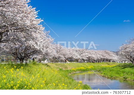 福岡縣築前町草葉川沿岸的櫻花和油菜花 福岡縣築前町草葉川沿岸的櫻花和油菜花 76307712