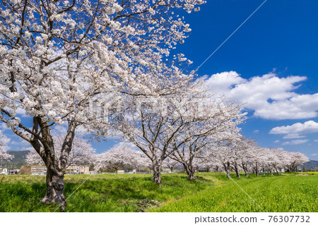 Scenery of cherry blossom trees and rape blossoms along the Kusaba River, Chikuzen Town, Fukuoka Prefecture 76307732