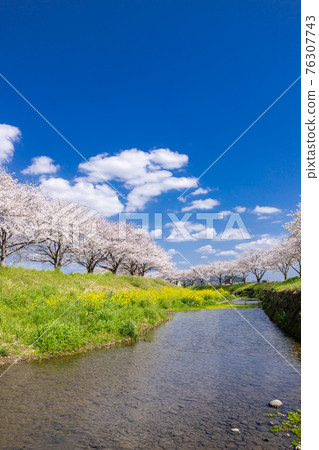 福岡縣築前町草葉川沿岸的櫻花和油菜花 福岡縣築前町草葉川沿岸的櫻花和油菜花 76307743