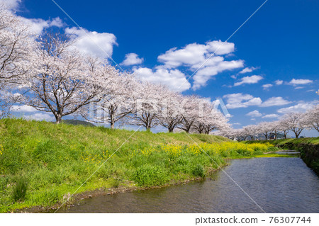 福岡縣築前町草葉川沿岸的櫻花和油菜花 76307744