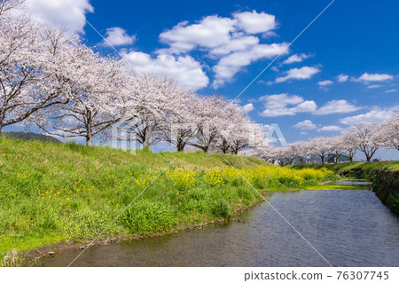 福岡縣築前町草葉川沿岸的櫻花和油菜花 福岡縣築前町草葉川沿岸的櫻花和油菜花 76307745