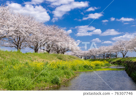 福岡縣築前町草葉川沿岸的櫻花和油菜花 76307746