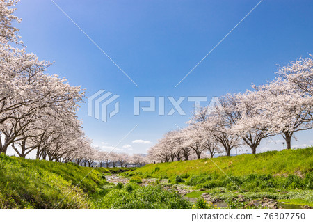 Scenery of cherry blossom trees and rape blossoms along the Kusaba River, Chikuzen Town, Fukuoka Prefecture 76307750
