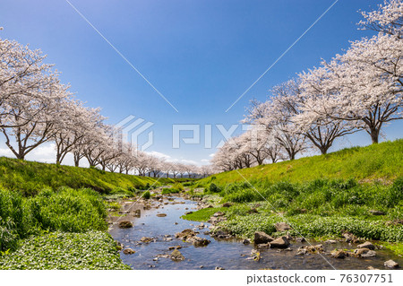 Scenery of cherry blossom trees and rape blossoms along the Kusaba River, Chikuzen Town, Fukuoka Prefecture 76307751