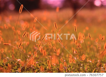 Autumn wild grass cat jarashi wild grass wild flower 76307757