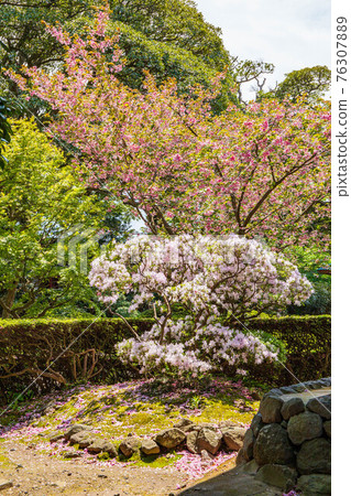 Spring in Nikaho, Akita, fresh green Kanmanji Temple, cherry-colored azaleas Spring in Nikaho, Akita, fresh green Kanmanji Temple, cherry-colored azaleas 76307889