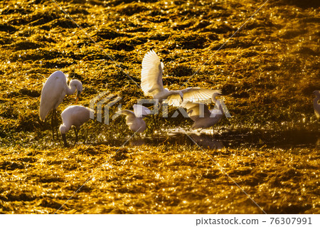 福岡縣小郡市小郡堤防冬季野鳥 76307991