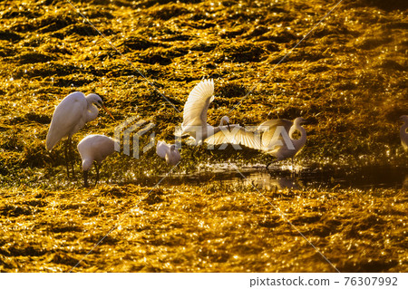 福岡縣小郡市小郡堤防冬季野鳥 76307992